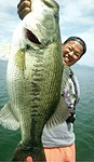 ホンツガイド 60cm 4500g